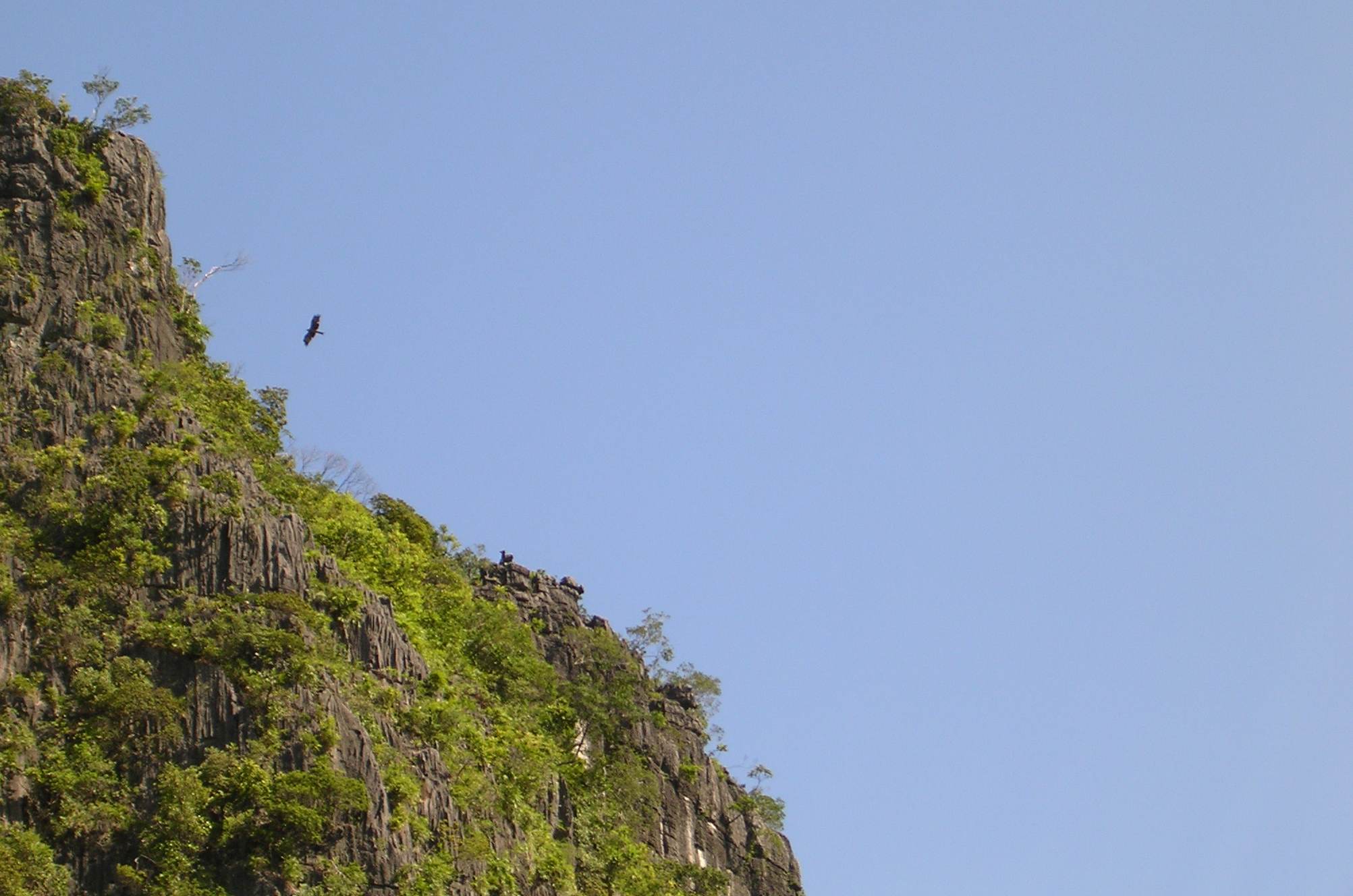 BIRD SOARING OFF A CLIFF