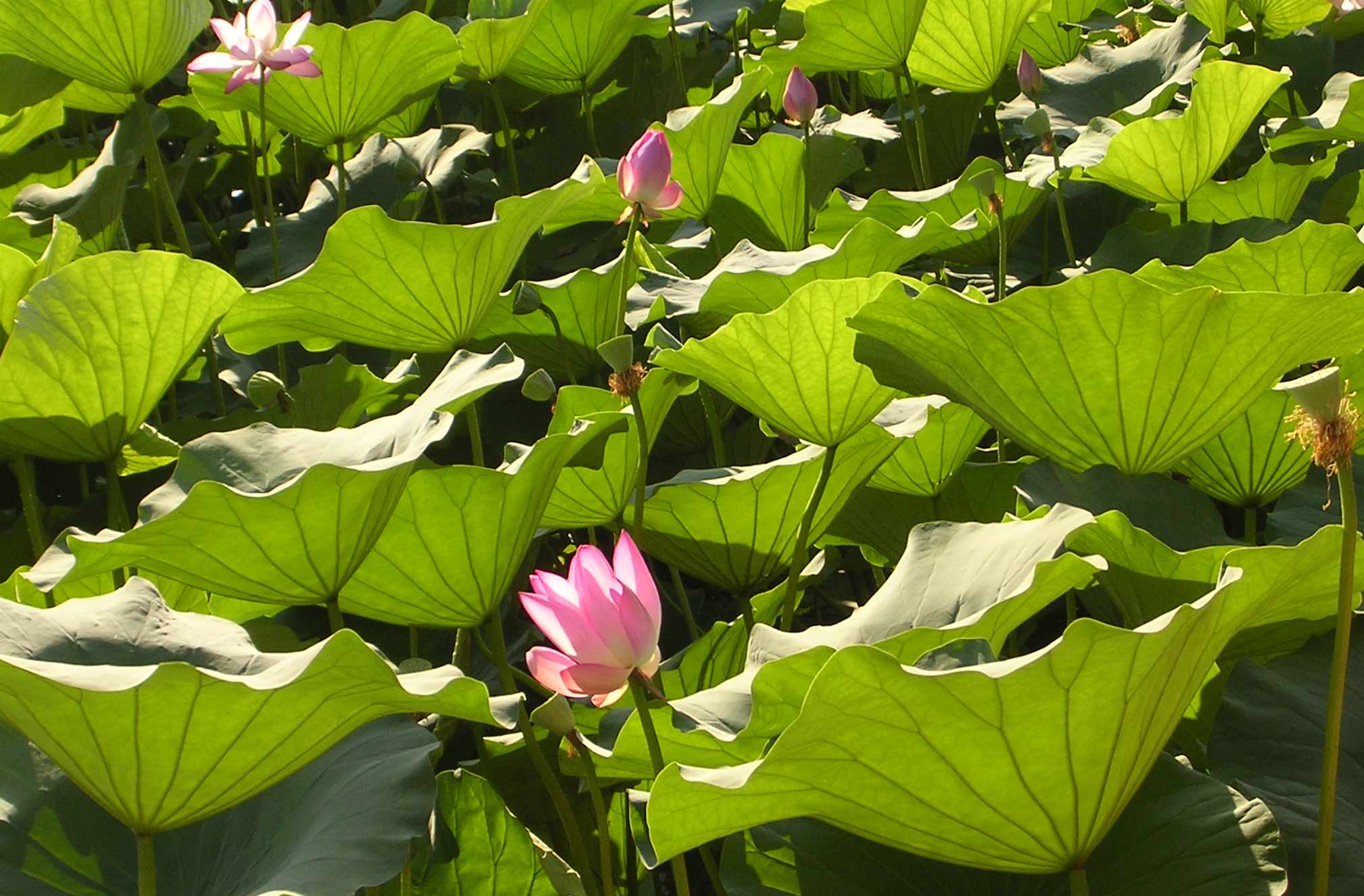 "...then times of refreshing will come..."Acts 3:19